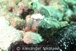 Stonefish with sea cucumber. Dibba Rock, Gulf of Oman, Fu... by Alexander Nikolaev 